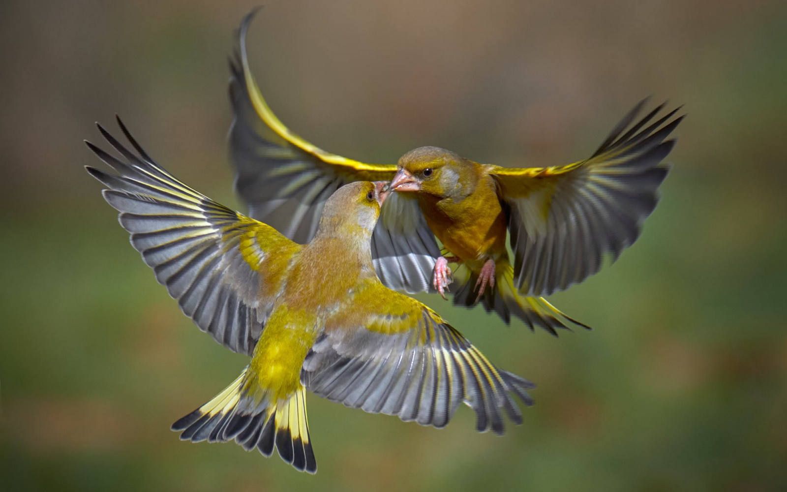 Fotografia Naturalistica Uccelli in movimento
